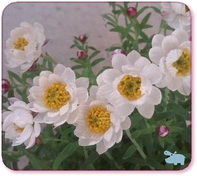 花かんざし2.jpg